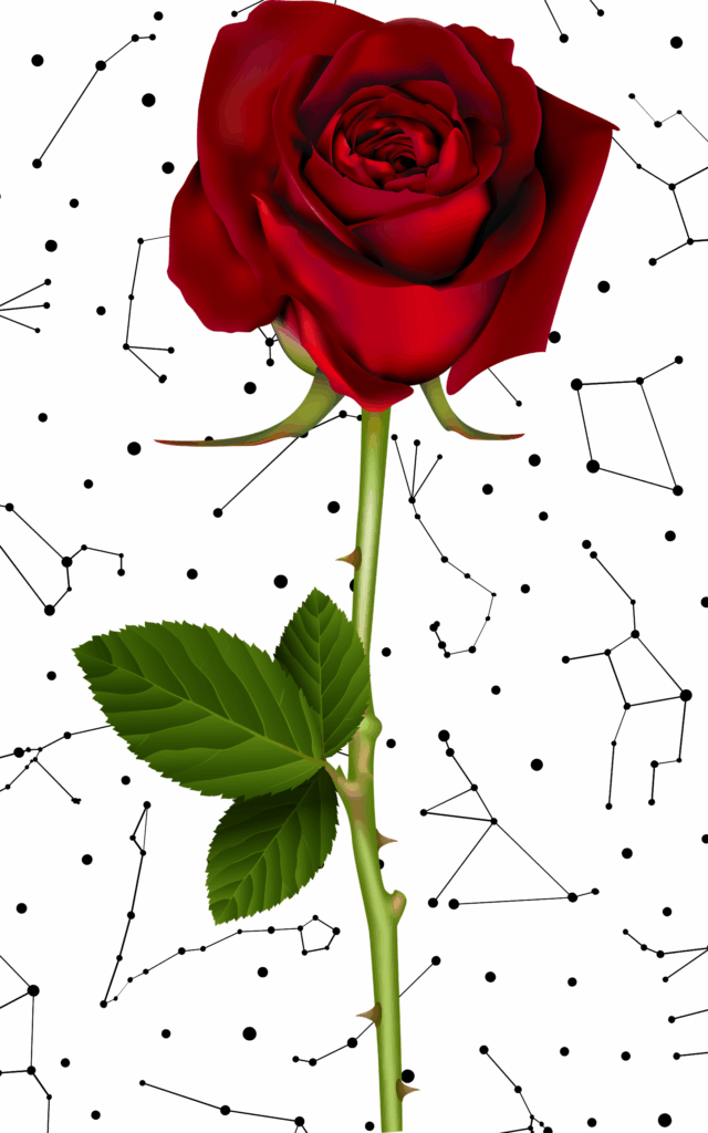Rosa vermelha com constealções zodiacais ao fundo